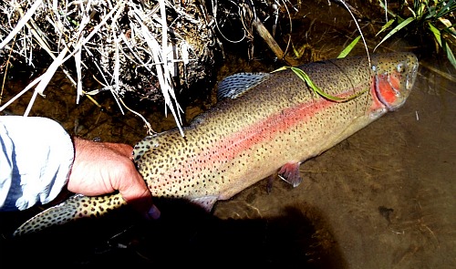 Tenkara caught 24" rainbow trout.