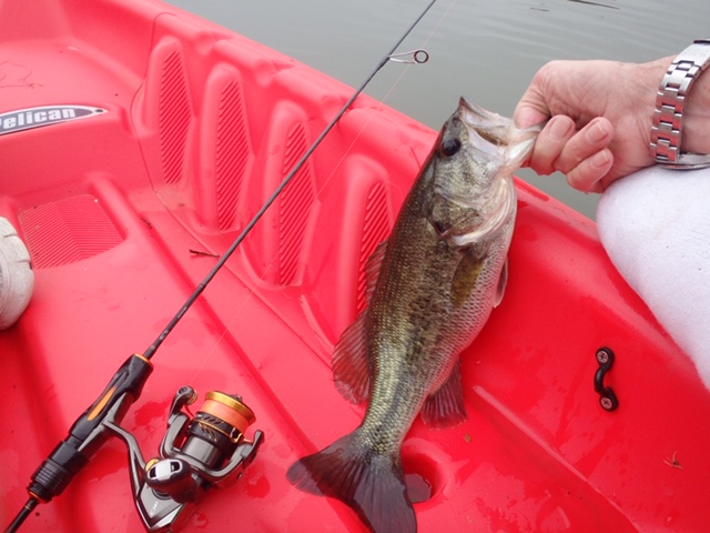 Angler holding largemouth bass alongside Daiwa Iprimi 56XXUL-S.