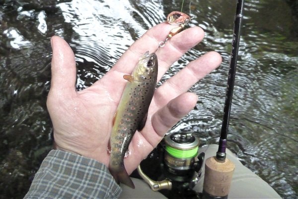 Small brown trout with a spinner