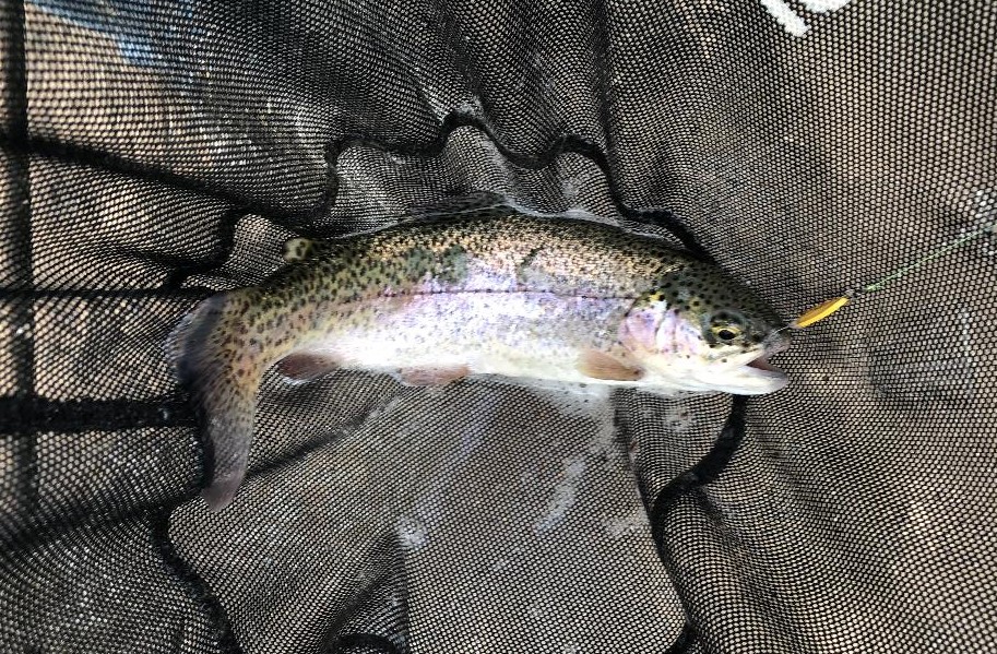 Spoon Fed Trout