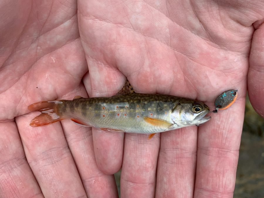 Angler holding small brook trout caught with micro spoon
