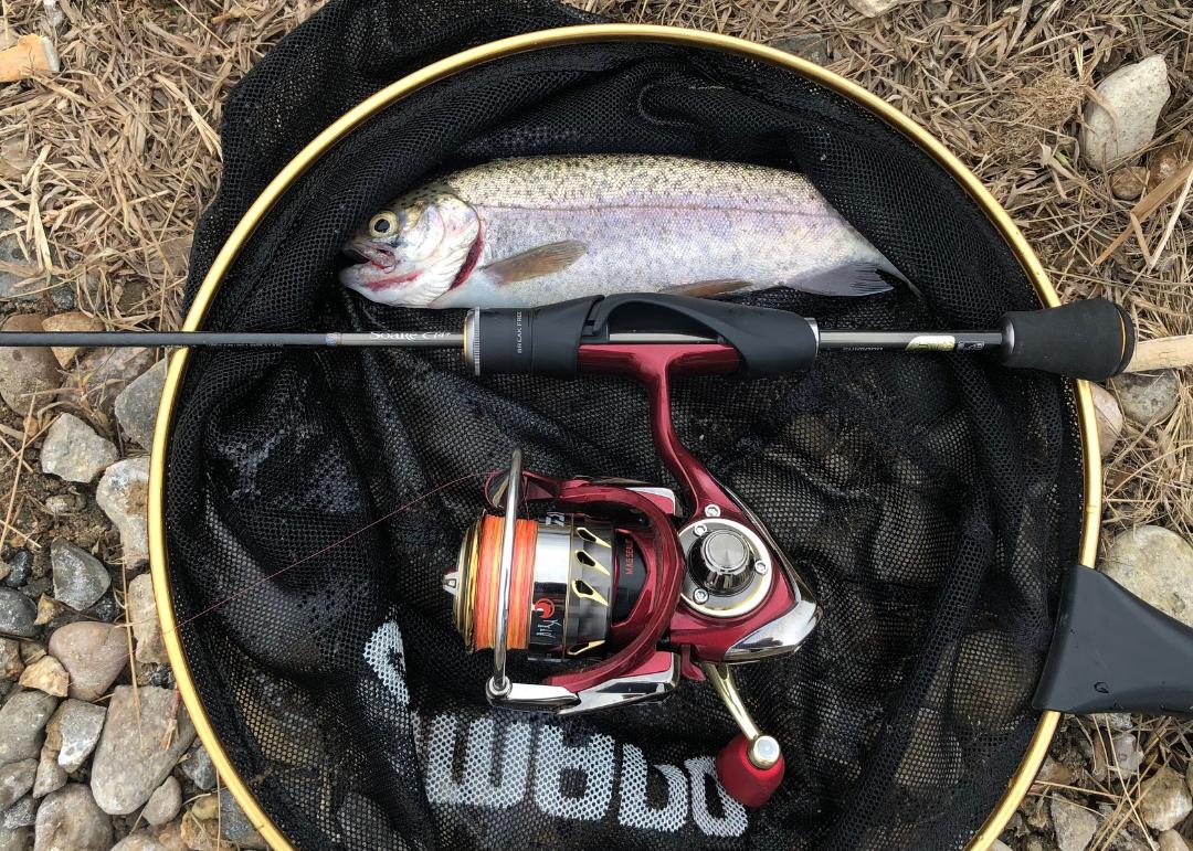 Planter trout in net