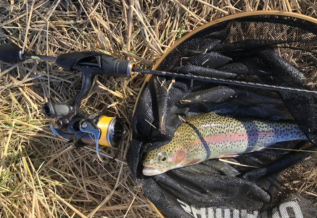 Rainbow trout in the net alongside the Shimano Soare CI4+ Ajing S408UL-S rod.