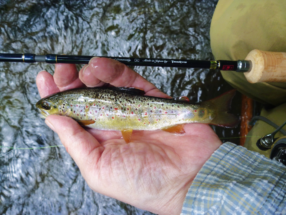 RZI484S-UL-small-trout-red-spots