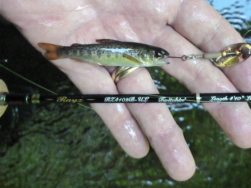 Smallest trout on a baitcaster