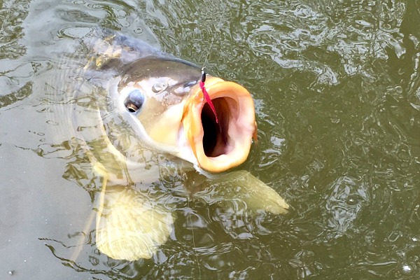 Carp caught with pink Momoaji