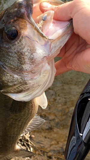 Angler holding fish caught with Momoaji