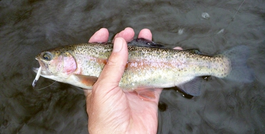 Angler holding rainbow trout