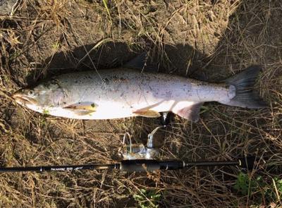 25 inch Coho!