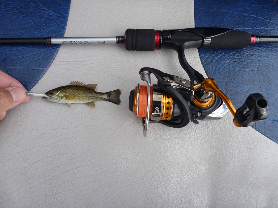 Daiwa Gekkabijin Ajing 71UL-S rod, Daiwa Iprimi 1003 reel, Sunline Area Meister 3# line.