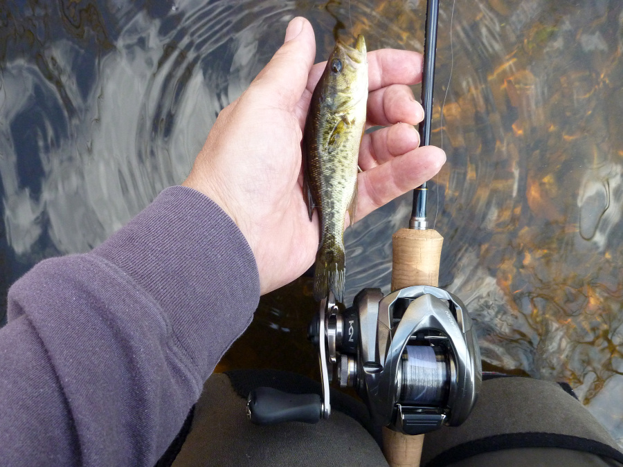 Angler holding small brown trout and BFS gear.