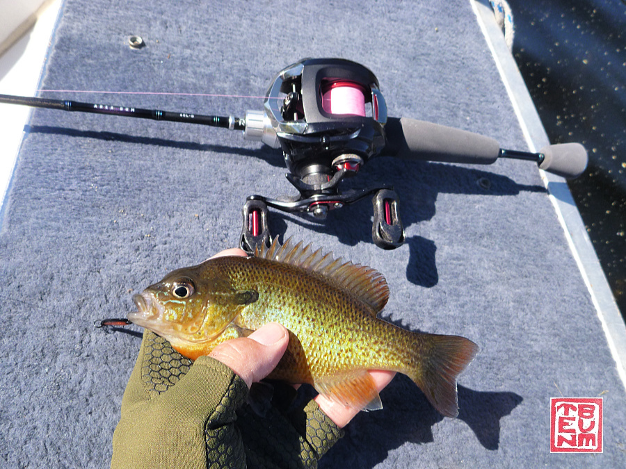 Angler holding sunfish, with Daiwa Area Bum rod on the boat deck.