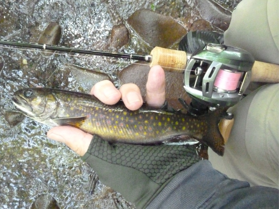 Angler holding a brook trout and Daiwa Alphas Air Stream Custom Left on a Tenryu rod.