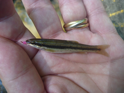 blacknose-dace