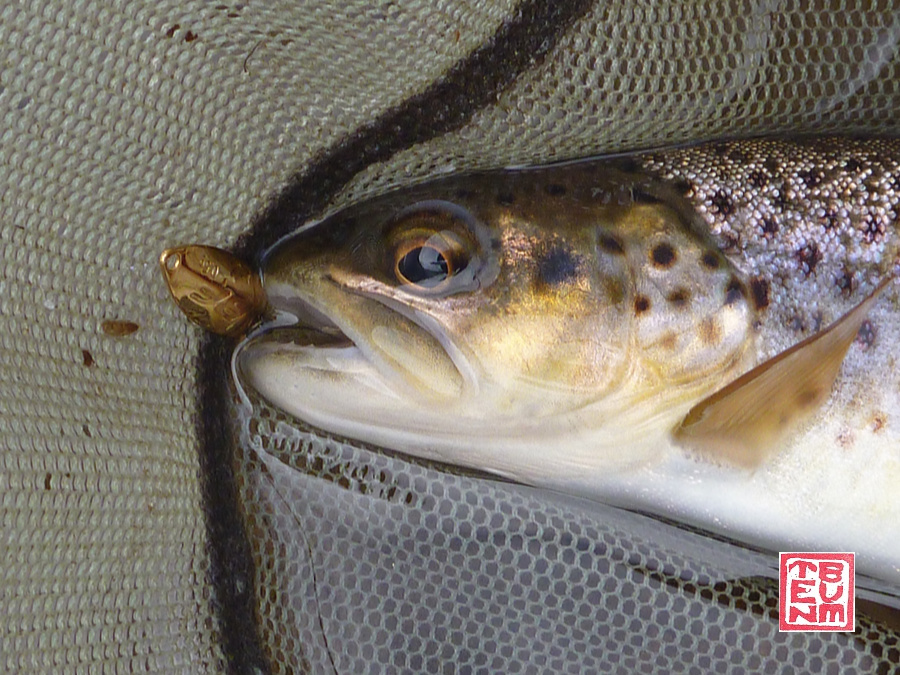 Trout in net with Rodio-craft Blinde Flanker .5g gold spoon in its mouth.
