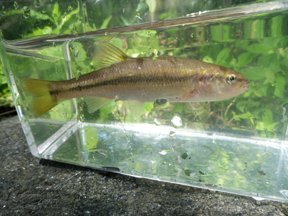 creek-chub