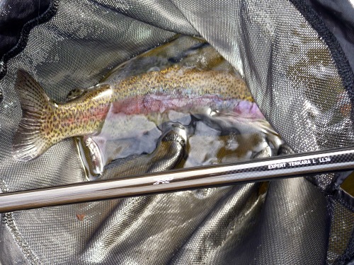 Daiwa Expert Tenkara L LL36, Rainbow trout in the net