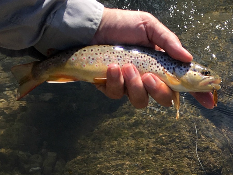 Brown trout with Lupin spoon