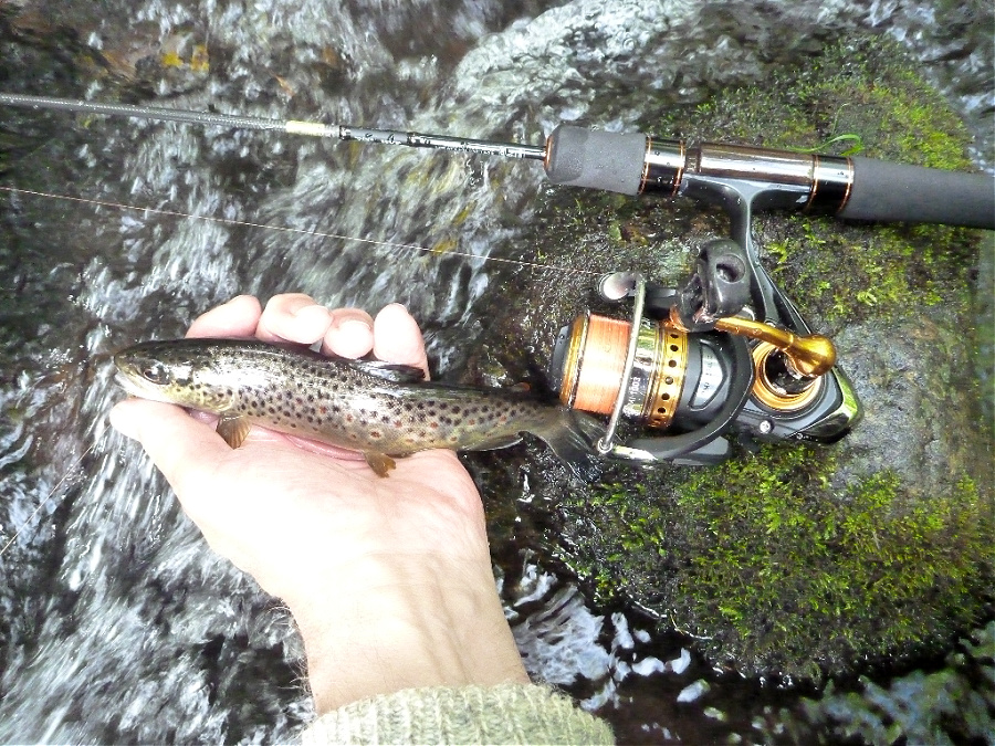 Angler holding small trout alongside spinning rod.