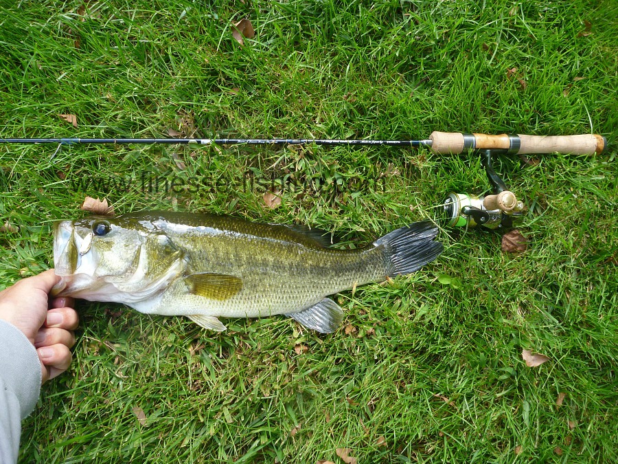 Angler holding laragemouth bass on the grass