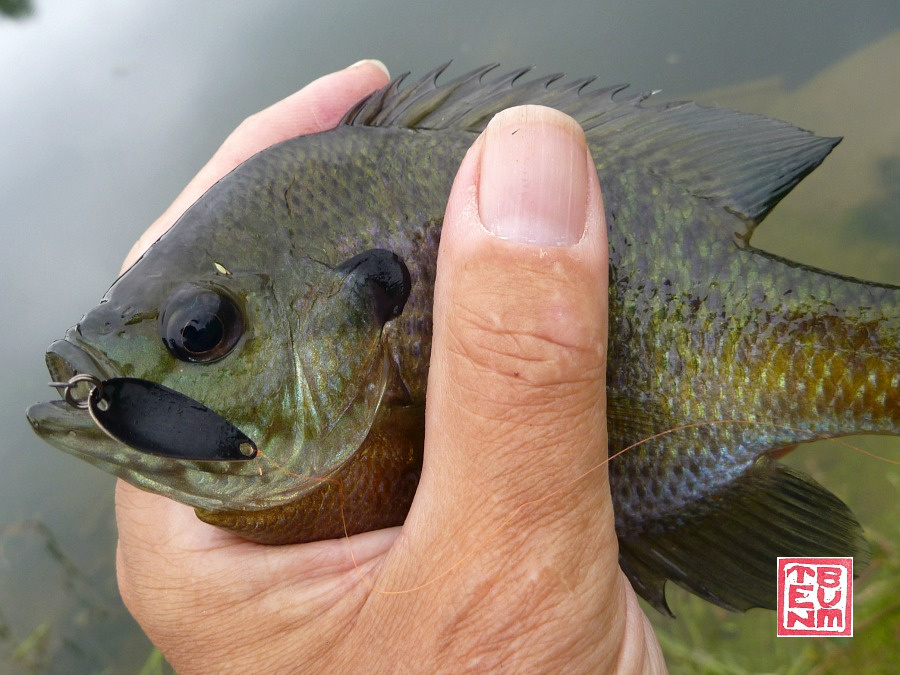 Bluegill caught with black micro spoon