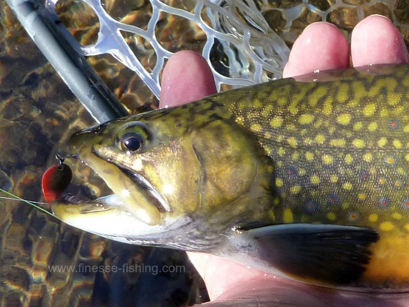 Angler holding nice brookie caught with .8g (1/35th oz) spoon.
