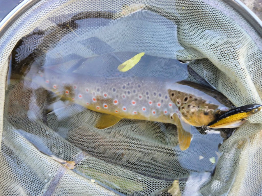 Brown trout in net, caught with a 4.5 gram sinking minnow lure.