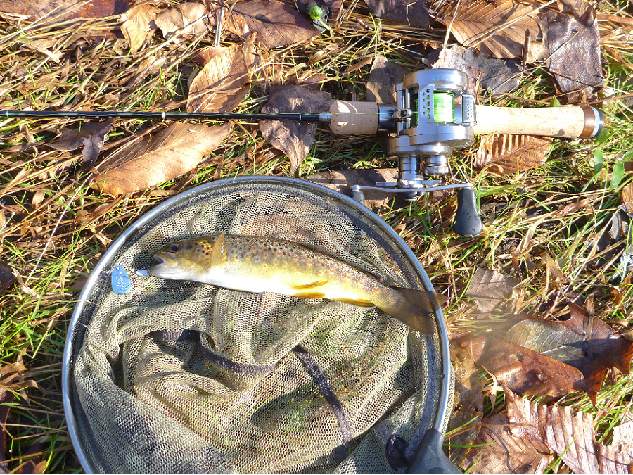 Trout laying on net, Daiwa Silver Creek Spinner in its mouth