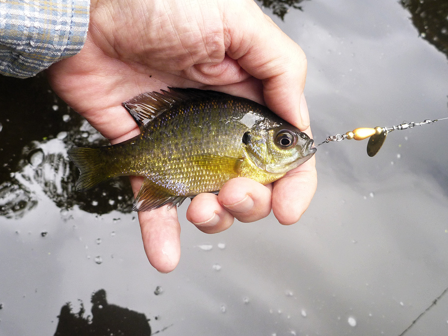 Angler holding small bluegill sunfish caught with a spinner.