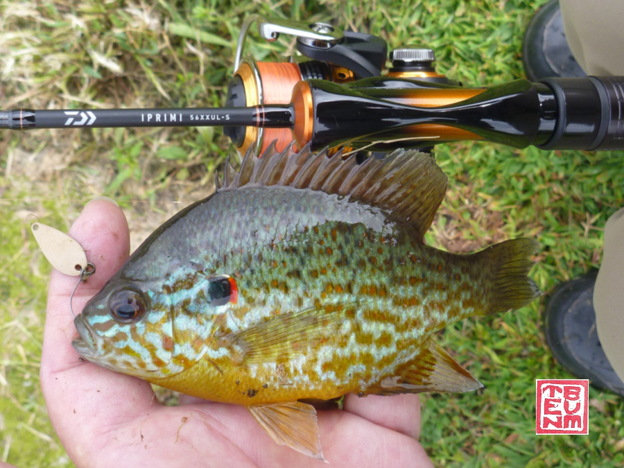 Angler holding pumpkinseed sunfish alongside Daiwa Iprimi 56XXUL-S spinning rod