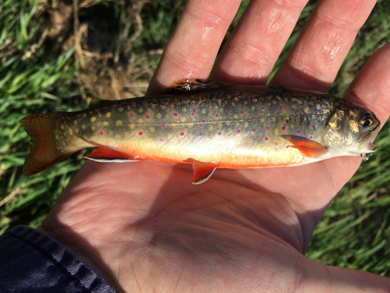 Angler holding brook trout