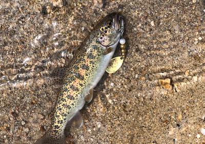 Beautiful native trout