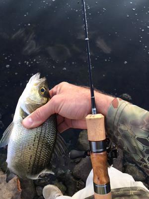 White bass are too much fun!