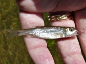 Immature fallfish