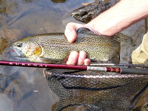 Kurenai with large rainbow trout.