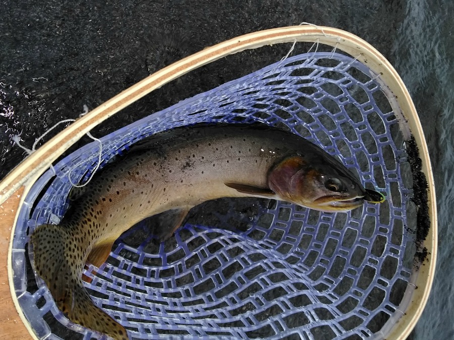 Yellowstone Cutthroat caught with RZI50L-4