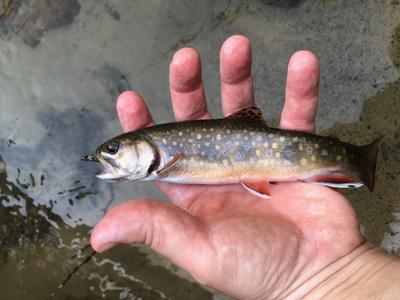 Elusive brookie 