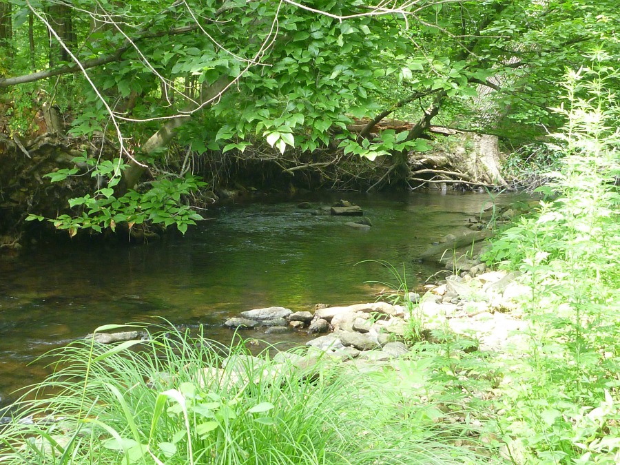 Very small pool with low overhanging branches.