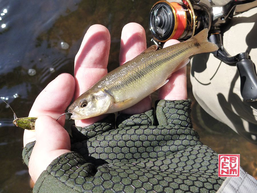 Angler holding creek chub caught with a micro spoon