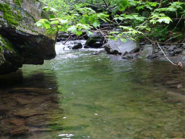 Small stream with overhanging branches.