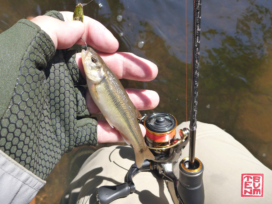 Angler holding creek chub caught with 1.2g Eve spoon.