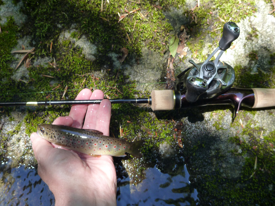 Angler holding small brown trout in front of a Shimano Cardiff baitcaster