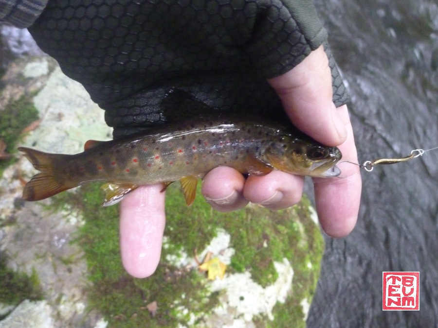 Shimano Slim Swimmer 1.5g spoon with small brown trout