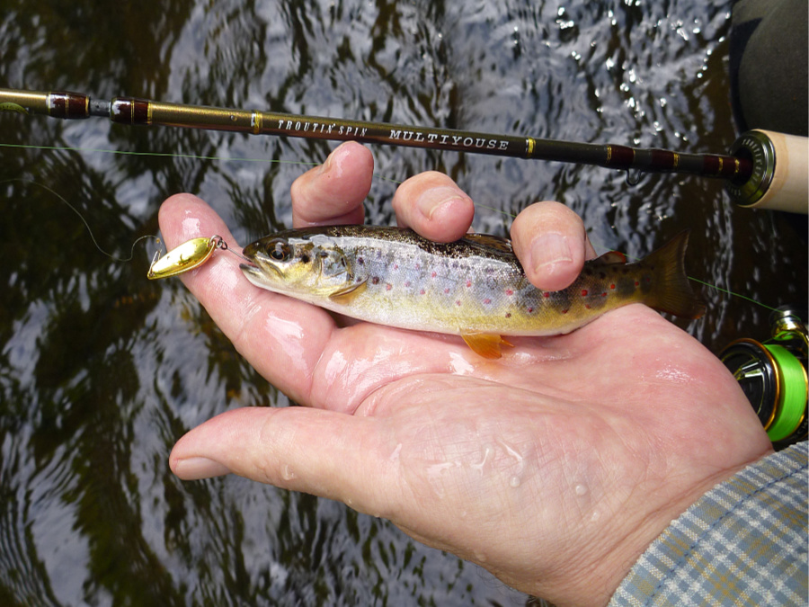 Angler holding small trout alongside Smith Multiyouse spinning rod