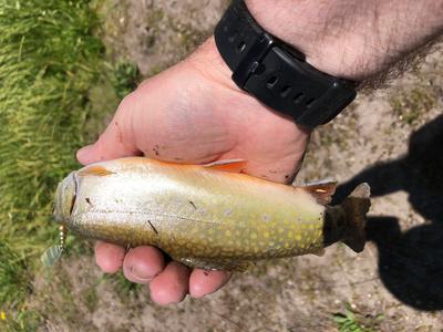 Glimmy Brass Spoon Trout Spinner - An Oldie Very Effective Fish Taker