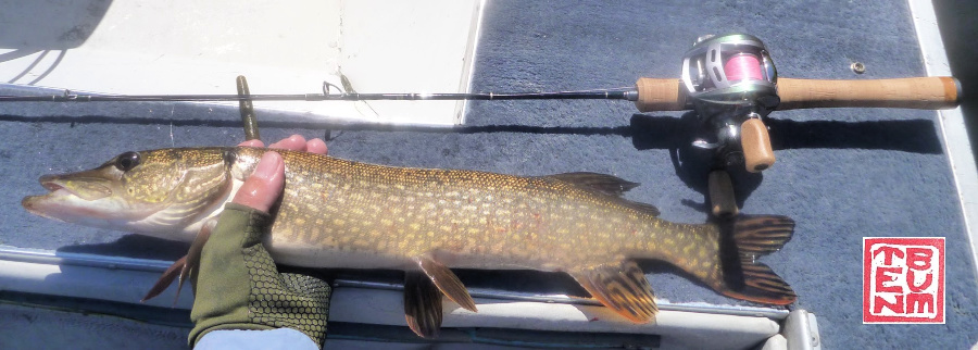A Daiwa Alphas Air Stream Custom Left a Tenryu rod and a Northern Pike on the back deck of a boat.