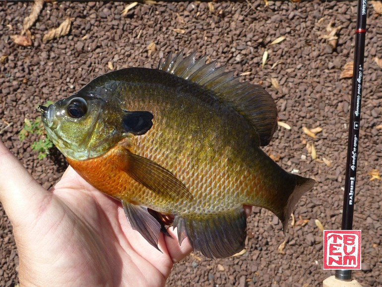 The Tenryu Rayz Alter with nice bluegill.