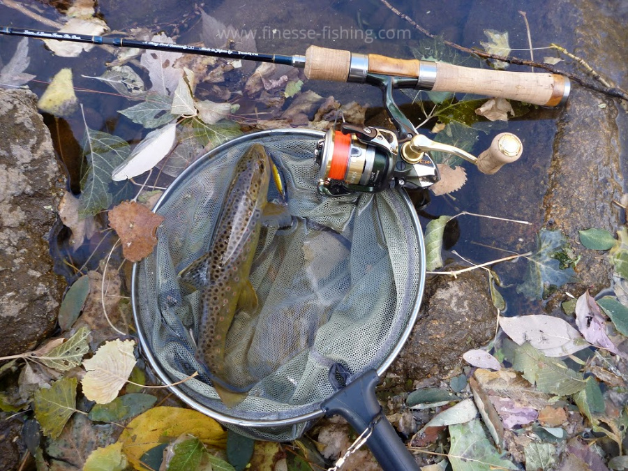 Spinning rod, brown trout in net.