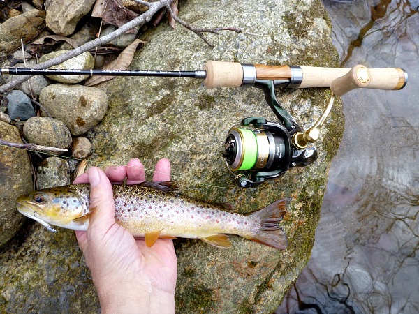 Brown trout with spinning rod and reel