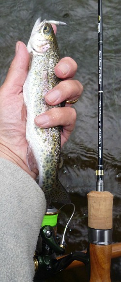Angler holding rainbow trout alongside spinning rod